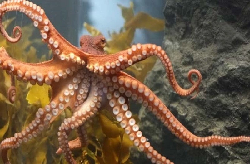 Βρήκαν χταπόδι στην αμμουδιά και το έσωσαν – Έπαθαν… πλάκα με αυτό που είδαν την επόμενη μέρα